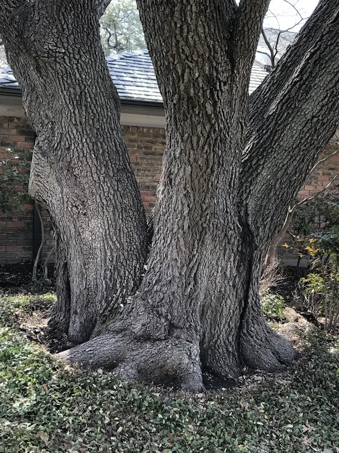 Mature heritage tree close to a Bella Vista property cared for by certified arborists